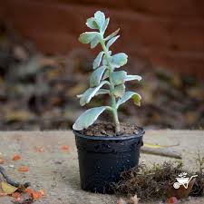 Image result for Kalanchoe fedtschenkoi