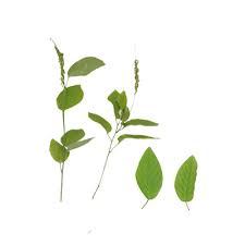 Image result for Pleurolobus