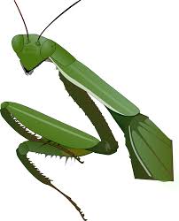 사마귀 이미지에 대한 이미지 검색결과