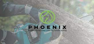 Palm tree trimming is one of our specialties as well. Phoenix Tree Care Home Facebook