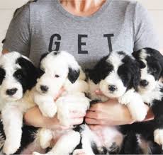Serving charlotte, columbia, columbus, cincinnati, cleveland, charleston, atlanta, and nationwide. Sheepadoodles Sheepadoodle Puppy Puppy And Kitten Cute Animals