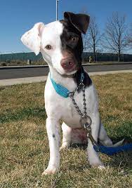 Adopt Bitzi On Petfinder Jack Russell Chihuahua Mix Pooch