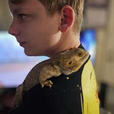 How did you pick your beardies name? : r/BeardedDragon