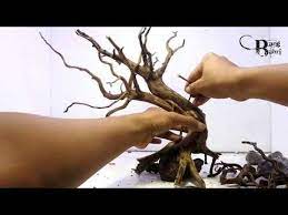 Membuat Bonsai Aquascape Sederhana 3 Youtube Aquascape Aquarium Landscape Bonsai
