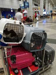 Dilarang membawa binatang ke dalam kereta api. Tips Bagimana Mahu Bawa Haiwan Peliharaan Menaiki Kapal Terbang