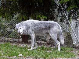 The dire wolfonce classified in the genus aenocyon meaning terrible or dreadfulis a much mythologized carnivore known for its imposing size specialized bone. Canis Lupus Occidentalis Mackenzie Valley Wolf In Zoos