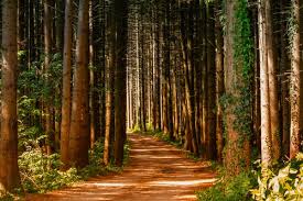 (you will need winrar, you can get it here 3. 20 000 Best Forest Path Photos 100 Free Download Pexels Stock Photos