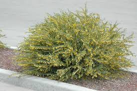 Image result for Vigna pygmaea