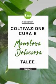 Monstera Deliciosa Come Si Cura E Vendita Online Lezio It Monstera Deliciosa Monstera Sempreverde