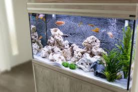 Hallo, wann kann ich in mein aquarium fische setzen? 9 Dinge Die Nicht In Ihr Aquarium Gehoren Zooplus