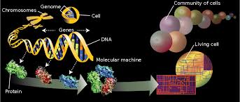 Animal cell division is the production of daughter animal cells from a mother cell. Omics Wikipedia