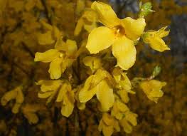 How To Grow And Care For Forsythia Bushes Forsythia Bush Shade Landscaping Easy Landscaping
