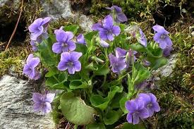 Image result for Landolphia violacea