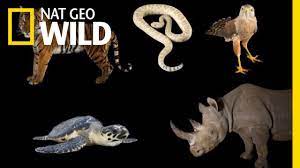Meet Some Of The World S Most Endangered Animals Nat Geo Wild Youtube