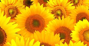 Image result for images meaning of yellow