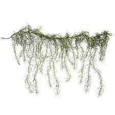 Green Spanish Moss Garland Hobby Lobby 343285 Spanish Moss Louisiana Wedding Venues Moss Centerpieces