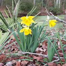 Did You Hear That Sound It Was Rinjveld S Early Sensation Popping Open Beside The Pond Joy Daffodils Springgarden Bulbch Spring Garden Plants Daffodils