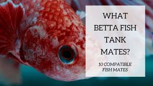 For those of you just getting started, it's the ideal place to start and provides a perfect 5 gallon betta tank to ensure they're nice and comfortable in their new home with. Betta Tank Mates The 10 Best Companions For Your Betta Fish