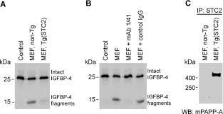 stanniocalcin 2 inhibits mammalian growth by proteolytic inhibition of the insulin like growth factor axis journal of biological chemistry