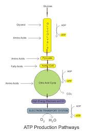 Atp Production Atp Production Pathways Jpg Biochemistry Physiology Atp Biology