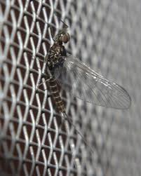 Image result for Pterygota