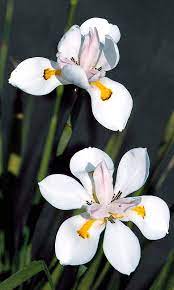 Blooms are fragile and appear almost like a flattened iris blossom. African Iris