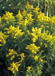 The Best Goldenrods For Your Garden Garden Gate