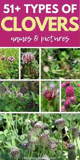 Check spelling or type a new query. 51 Different Types Of Clovers With Names Facts And Pictures