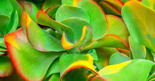 Give it the water, fertilizer and special care it needs to thrive. Paddle Plant Care How To Grow Flapjacks Kalanchoe Thyrsiflora