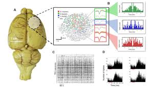 Unico studio tarafından geliştirilen ve şu anda en popüler bulmaca. The Argo A 65 536 Channel Recording System For High Density Neural Recording In Vivo Biorxiv