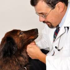 Pet clinic of urbana, located in urbana, ohio, is at north main street 1053. Urbana Veterinary Clinic Veterinarians 985 Norwood Ave Urbana Oh Phone Number Yelp
