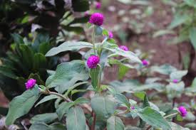 Image result for Nyctaginaceae