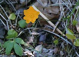 Image result for Ranunculaceae