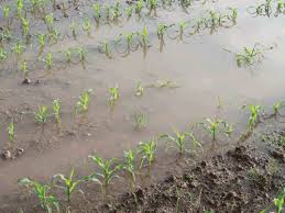 When Does Replant Corn Pay