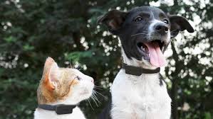 Sie sind auf der suche nach gps tracker für die katze ? Tierischer Gps Tracker Hat Hund Katze Und Co Im Blick
