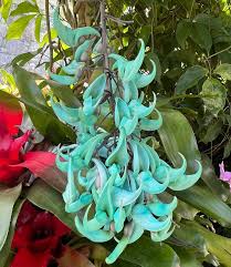 Image result for Strongylodon macrobotrys