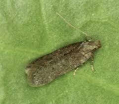 Image result for Bryotropha similis