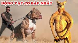 As chủ yếu được sử dụng trong việc canh giữ. Nhá»¯ng Chu Cho Pitbull Dá»… ThÆ°Æ¡ng Cho Pitbull CÆ¡ Báº¯p Nháº¥t Tháº¿ Giá»›i