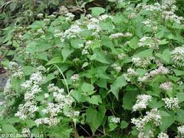 A vigorous vine with triangular leaves. Climbing Hempweed Mikania Scandens Native Of Eastern And Central Us Triangular Or Heart Shaped Leaves Oppositely Arranged On Vine Plants Clay Soil Vines
