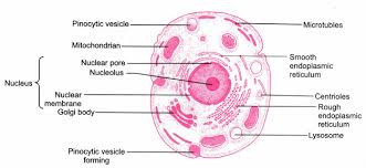 Draw a neat labelled diagram of an animal cell. Draw A Neat Labelled Diagram Of An Animal Cell Cbse Class 9 Science Learn Cbse Forum