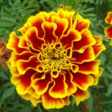 Maybe you would like to learn more about one of these? Jual Tanaman Hias Marigold French Bunga Kuning Batik Berkualitas