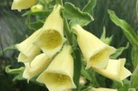 Image result for Scrophulariaceae