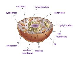 Animal and plant cells worksheet answer key oxford illustrated science encyclopedia. What Are The Steps Of The Scientific Method Ppt Video Online Download