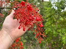 Image result for Brachychiton