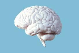We did not find results for: Healthy Beige Fat Protects Brain From Dementia In Mouse Models Fiercebiotech