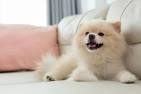 Price | Cost of Pomeranian Puppies