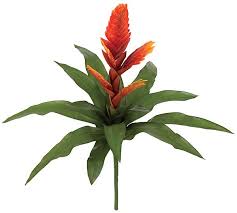 Picture of ornamental vines, bougenville flowers in bright orange, plants with spiky thorns and sometimes referred as paper flower. Earthflora Bromeliad 20 Bromeliad Plant 14 Green Leaves 5 Red Orange Flowers 19 Width 6 Stem Bare Stem