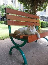 Cat In Campus Outdoor Furniture Outdoor Decor Decor