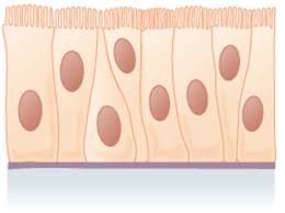 We did not find results for: 4 2a Characteristics Of Epithelial Tissue Medicine Libretexts