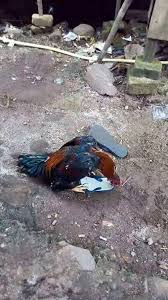 Cara melatih ayam bangkok petarung. Cara Mengawinkan Ayam Bangkok Agar Anakan Dominan Jantan Binatang Peliharaan